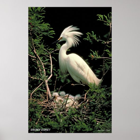 Snowy Egret Poster (Vorne)