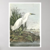 Snowy Egret Poster (Vorne)