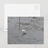 Snowy Egret Postkarte (Vorne/Hinten)