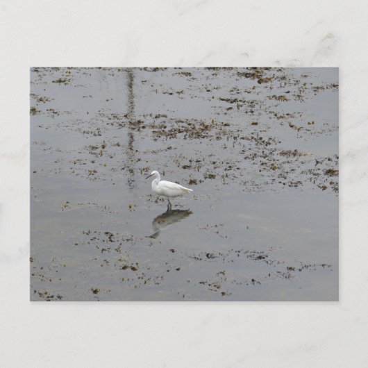 Snowy Egret Postkarte (Vorderseite)