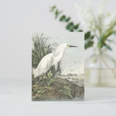 Snowy Egret Postkarte (Stehend Vorderseite)