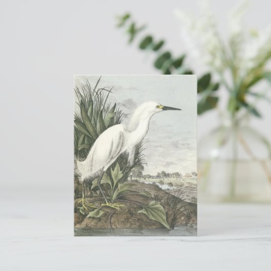 Snowy Egret Postkarte (Stehend Vorderseite)