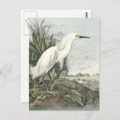 Snowy Egret Postkarte (Vorne/Hinten)