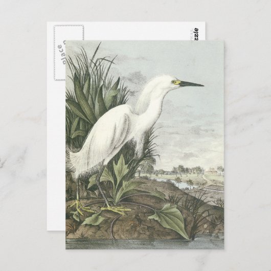 Snowy Egret Postkarte (Vorne/Hinten)