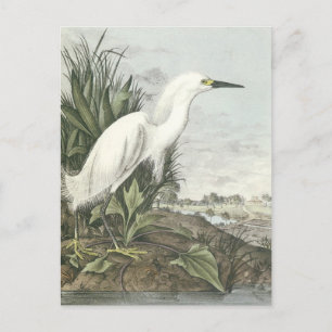 Snowy Egret Postkarte