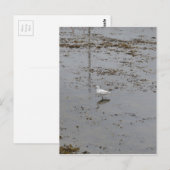 Snowy Egret Postkarte (Vorne/Hinten)