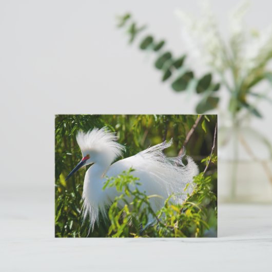 Snowy Egret Postkarte (Stehend Vorderseite)