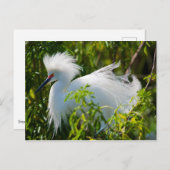 Snowy Egret Postkarte (Vorne/Hinten)