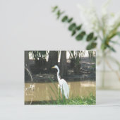 Snowy Egret Postkarte (Stehend Vorderseite)