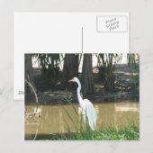 Snowy Egret Postkarte (Vorne/Hinten)