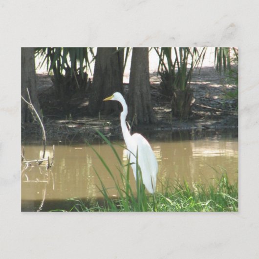 Snowy Egret Postkarte (Vorderseite)
