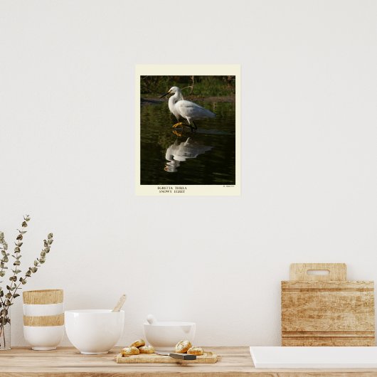 Snowy Egret Print Poster (Küche)