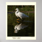 Snowy Egret Print Poster (Vorne)