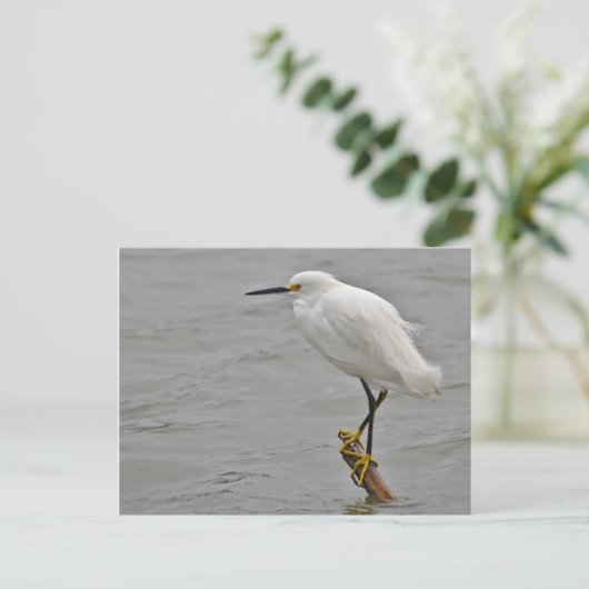 Snowy Egret rasierte gegen einen kalten Wind Postkarte (Stehend Vorderseite)