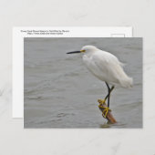 Snowy Egret rasierte gegen einen kalten Wind Postkarte (Vorne/Hinten)
