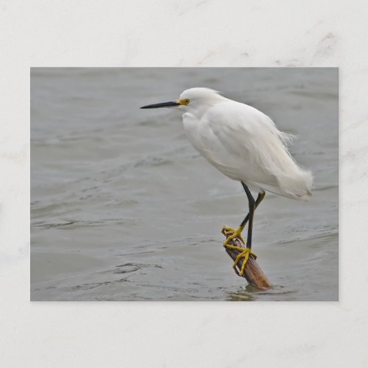 Snowy Egret rasierte gegen einen kalten Wind Postkarte (Vorderseite)