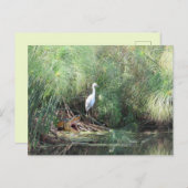 Snowy Egret und Fake Gator Card Postkarte (Vorne/Hinten)
