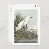 Snowy Egret von Audubon Postkarte (Vorne/Hinten)