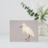 Snowy Egret Walking Postcard Postkarte (Stehend Vorderseite)