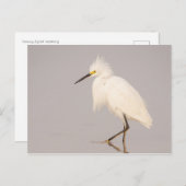 Snowy Egret Walking Postcard Postkarte (Vorne/Hinten)