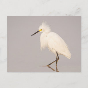 Snowy Egret Walking Postcard Postkarte