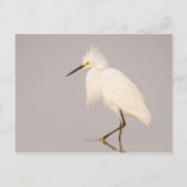 Snowy Egret Walking Postcard Postkarte (Vorderseite)
