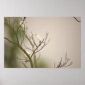 Snowy Egrets on Tree Poster (Vorne)