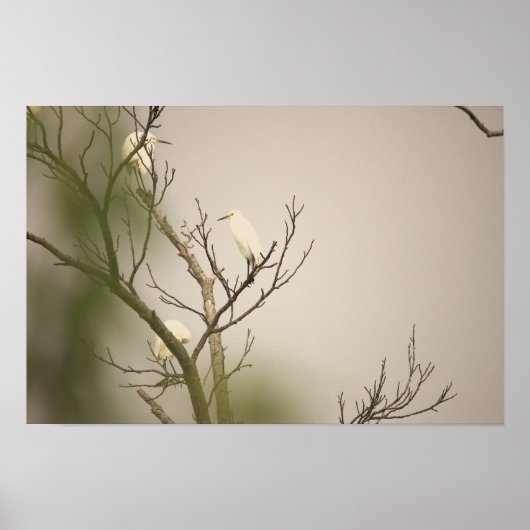 Snowy Egrets on Tree Poster (Vorne)