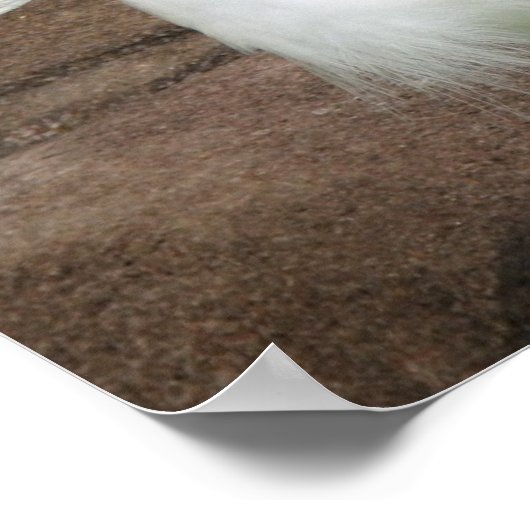 Snowy Egrets Poster (Ecke)