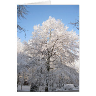 Snowy-Eiche