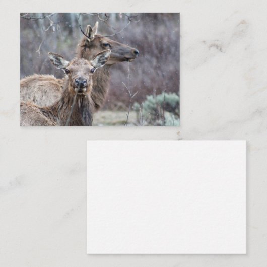 Snowy Elk Mitteilungskarte (Vorne/Hinten)