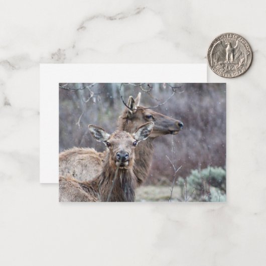 Snowy Elk Mitteilungskarte (Vorderseite/Rückseite Beispiel)
