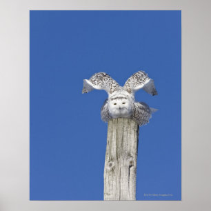 Snowy-Eule auf einen Pfosten, bereitend vor zu Poster