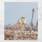 Snowy-Eule, die auf dem Strand sitzt Weinetikett (Einzelnes Label)