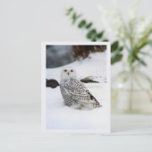 Snowy-Eule in den Abends-Schatten Postkarte (Stehend Vorderseite)