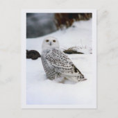 Snowy-Eule in den Abends-Schatten Postkarte (Vorderseite)
