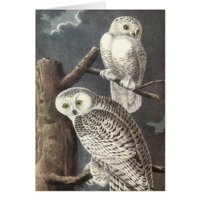 Snowy-Eule, John Audubon (Vorne)