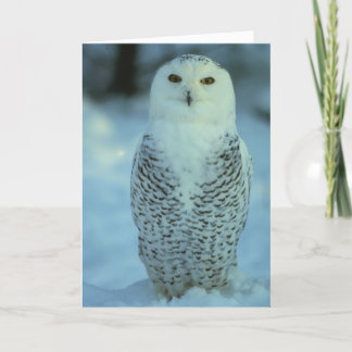 Snowy-Eule Karte