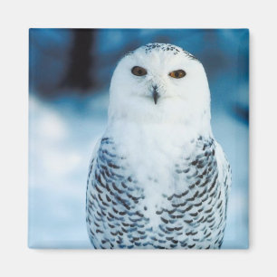Snowy-Eule Magnet