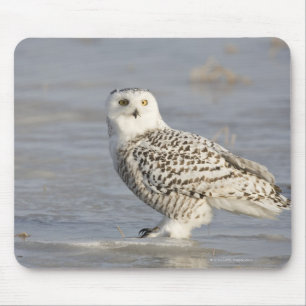 Snowy-Eule stehend auf Eis, der Schwanz einer Maus Mousepad