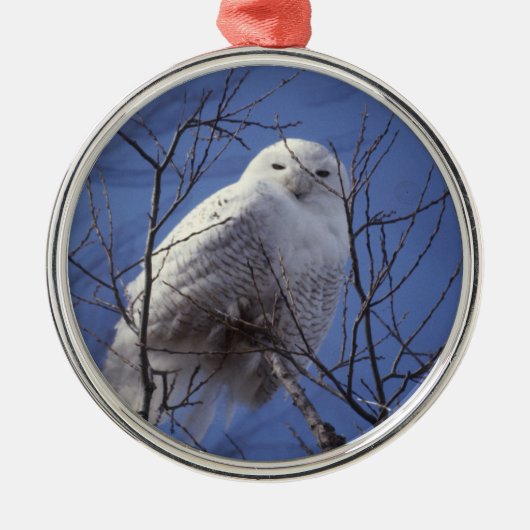 Snowy-Eule - weißer Vogel gegen einen Ornament Aus Metall (Vorne)