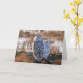 Snowy-Eulen-Paare Karte (Gelbe Blume)