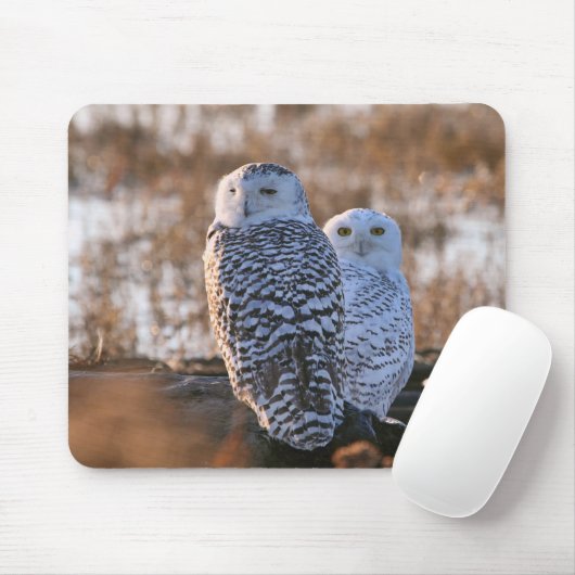 Snowy-Eulen-Paare Mousepad (Mit Mouse)