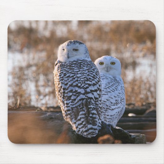 Snowy-Eulen-Paare Mousepad (Vorne)