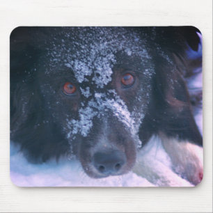 Snowy Faced Border Collie Dog Niedlich Mousepad