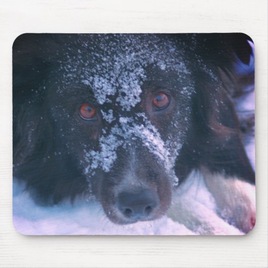 Snowy Faced Border Collie Dog Niedlich Mousepad (Vorne)