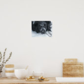 Snowy Faced Border Collie Dog Poster (Küche)