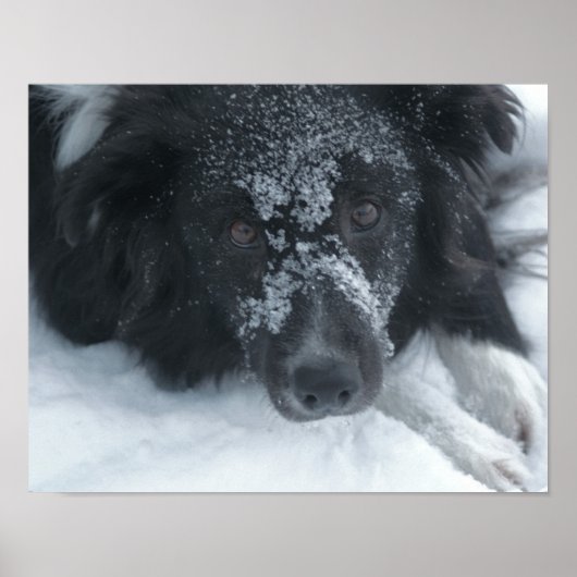 Snowy Faced Border Collie Dog Poster (Vorne)