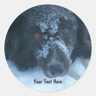 Snowy Faced Border Collie Dog Sticker