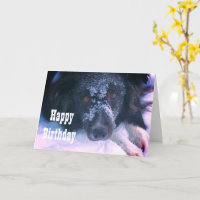 Snowy Faced Border Collie Niedliche Geburtstag Car